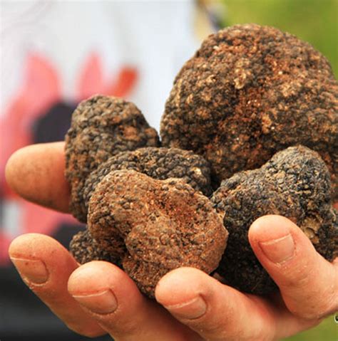 Magic truffles byy